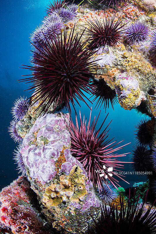 加利福尼亚州水下礁石图片素材