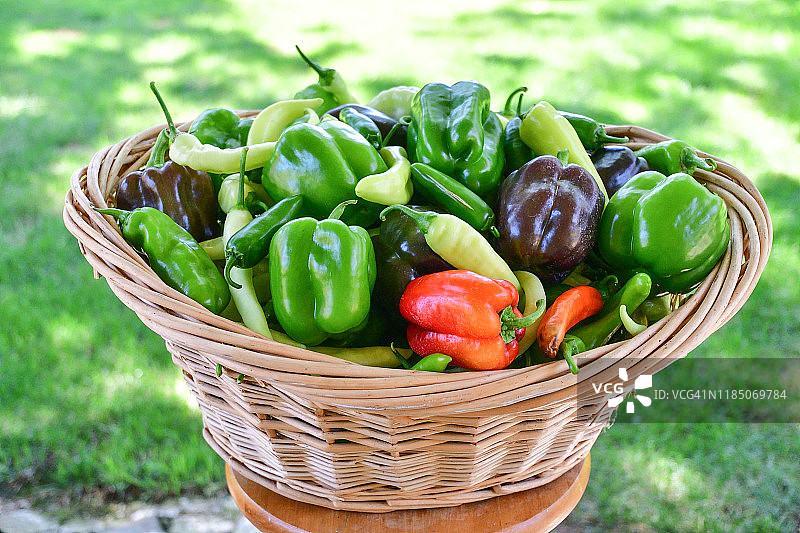 从花园新鲜采摘的什锦辣椒大篮子图片素材