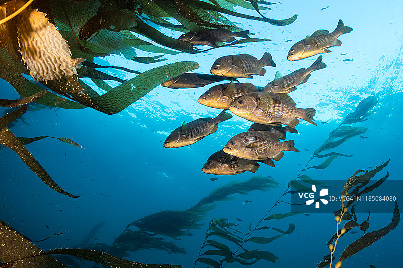 海带森林中的鲈鱼图片素材