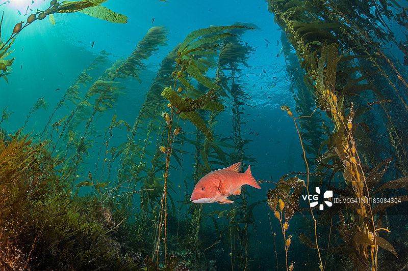 海带森林中的加州羊头鱼图片素材