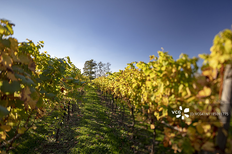 2018年秋季英国肯特郡的英国葡萄园图片素材