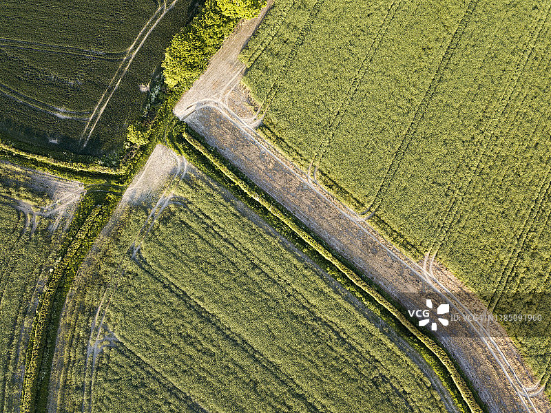 2018年英格兰东萨塞克斯郡，农田中的绿树成荫的道路图片素材
