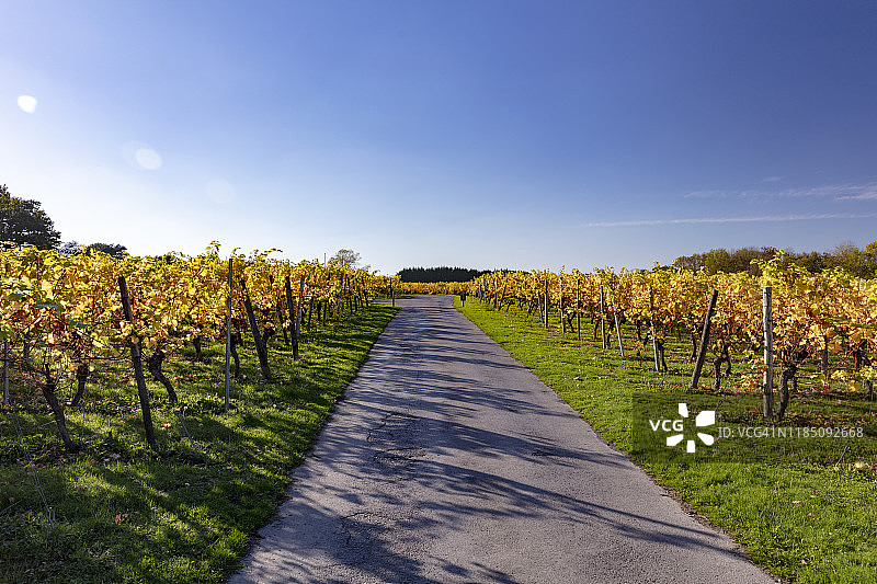 2018年秋季英国肯特郡的英国葡萄园图片素材
