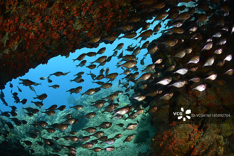 玻璃清洁鱼图片素材