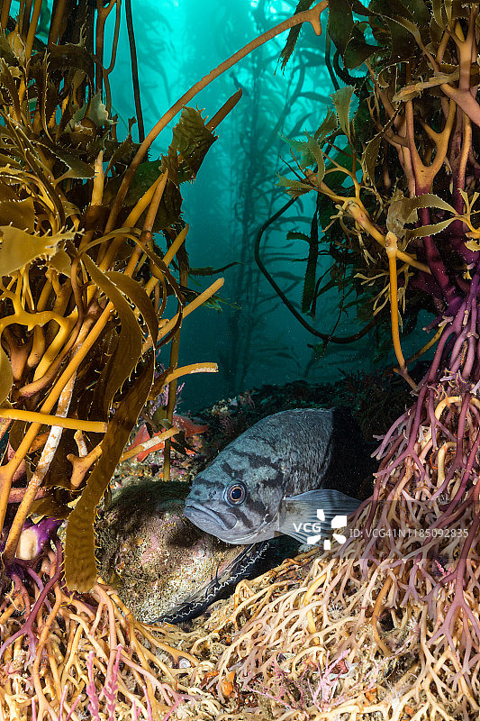 海带中的红鲍鱼和蓝石斑鱼图片素材