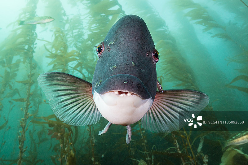 海带森林中的加州羊头鱼图片素材