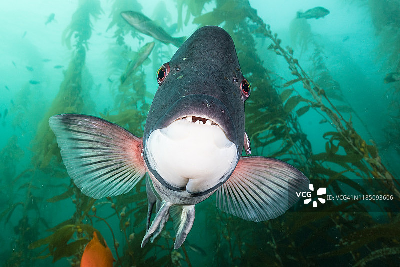 海带森林中的加州羊头鱼图片素材