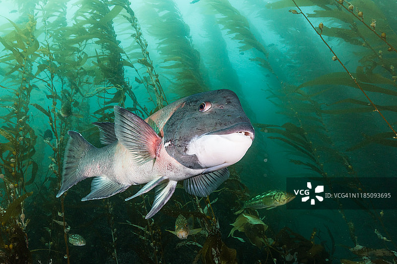 海带森林中的加州羊头鱼图片素材