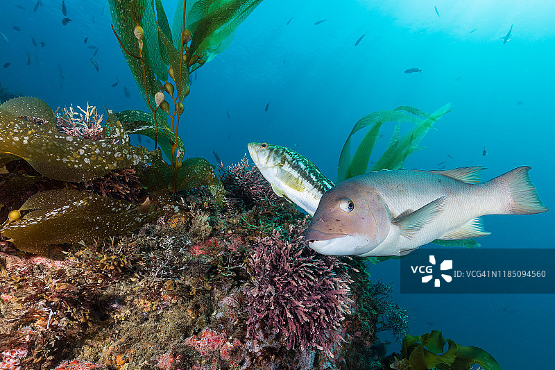 加利福尼亚州水下暗礁场景图片素材