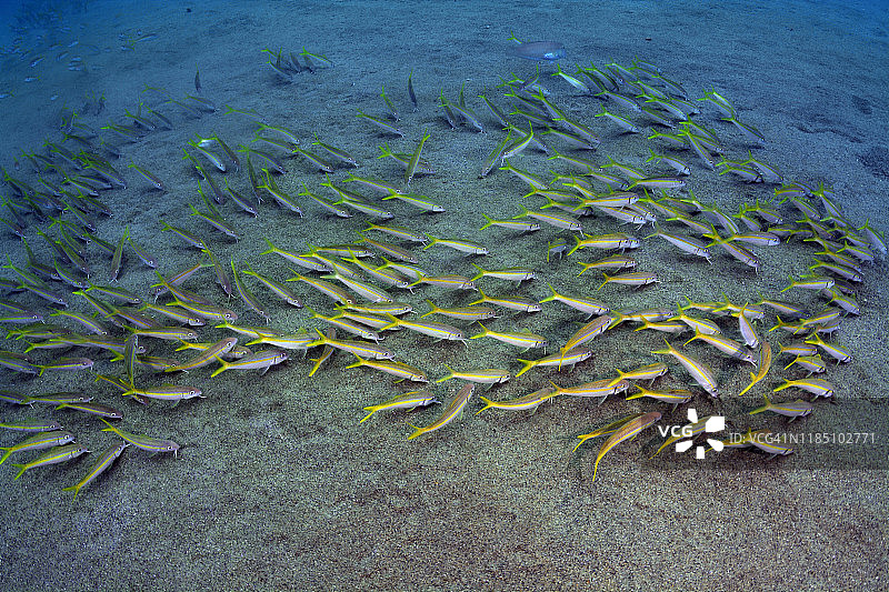 黄色副绯鲤图片素材