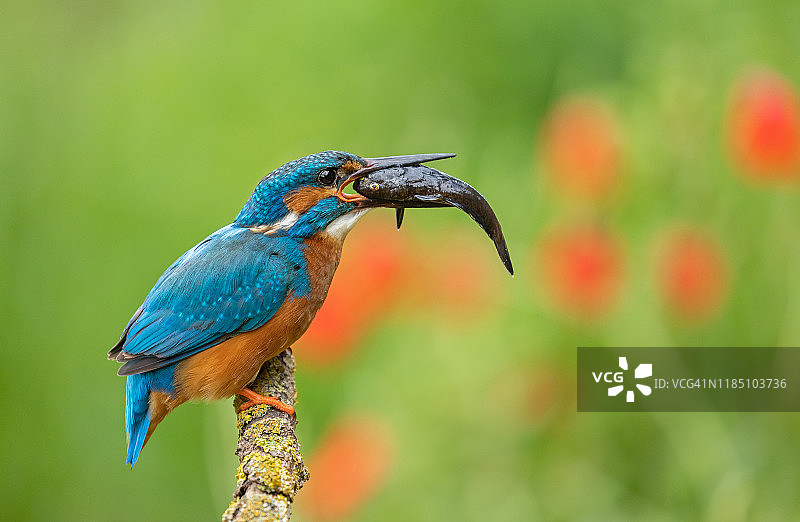 普通翠鸟与猎物图片素材