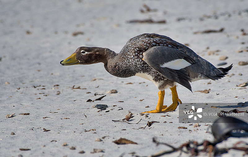 雄性福克兰蒸汽鸭图片素材