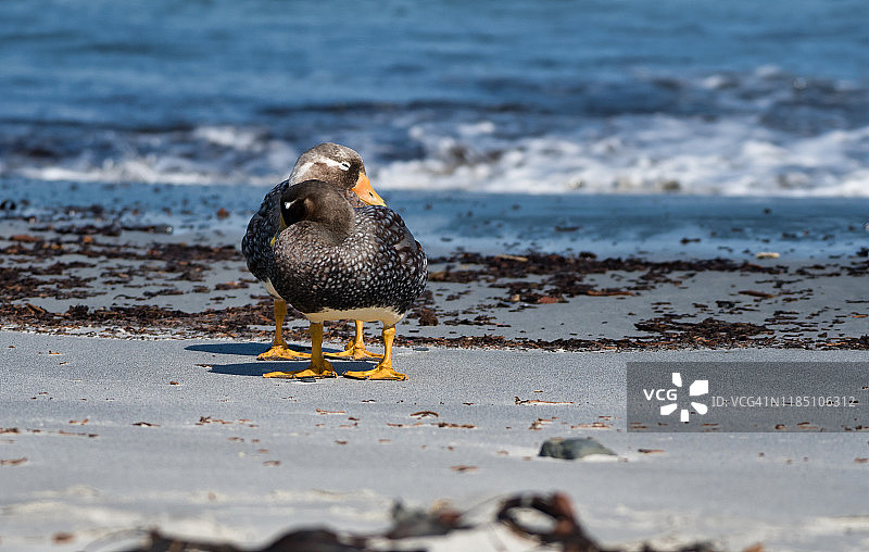 一对福克兰蒸汽鸭图片素材