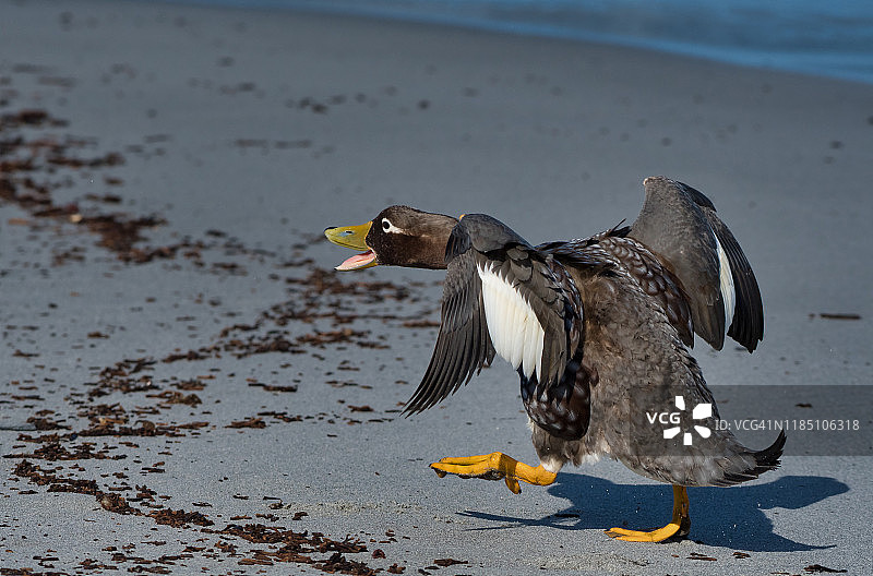 雄性福克兰蒸汽鸭图片素材