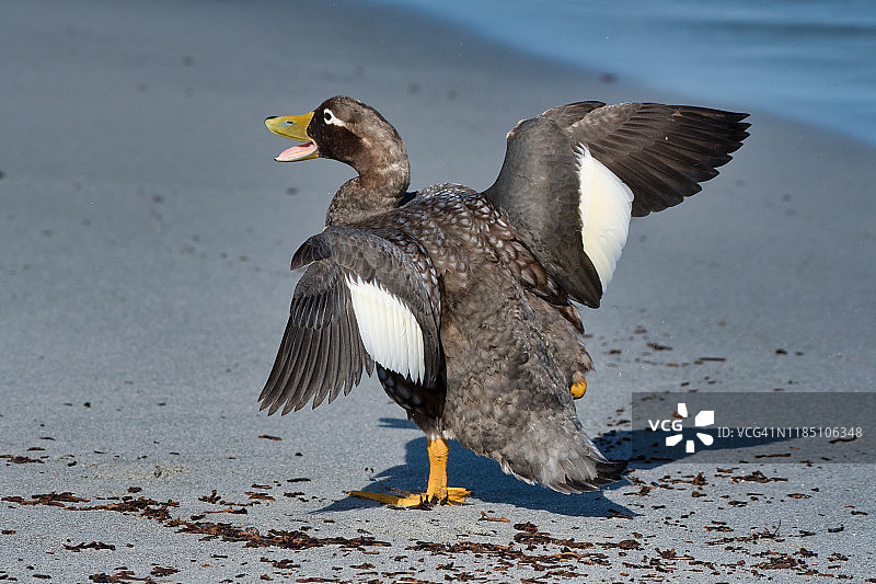 雄性福克兰蒸汽鸭图片素材