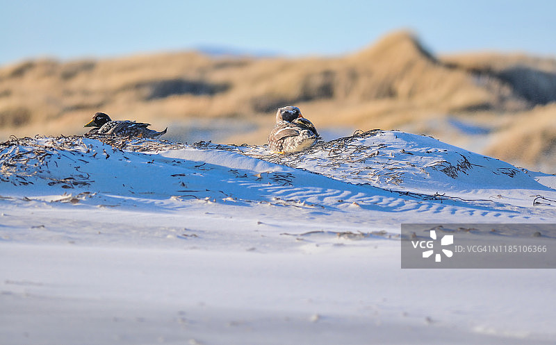 一对福克兰蒸汽鸭图片素材