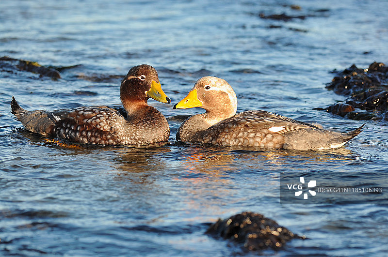 一对福克兰蒸汽鸭图片素材
