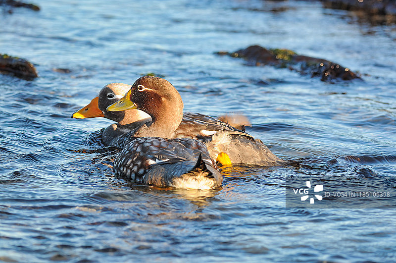 一对福克兰蒸汽鸭图片素材