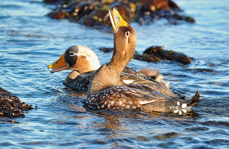 一对福克兰蒸汽鸭图片素材