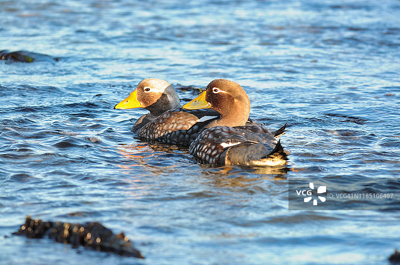 一对福克兰蒸汽鸭图片素材