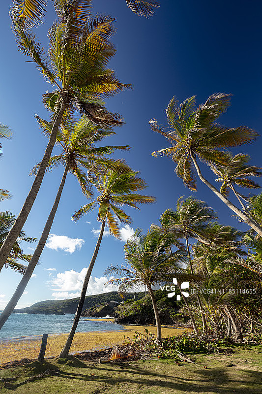 圣文森特和格林纳丁斯贝基亚岛春湾的椰子树，2019年图片素材