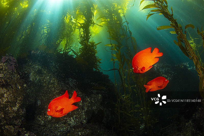 加里波第胡须图片素材