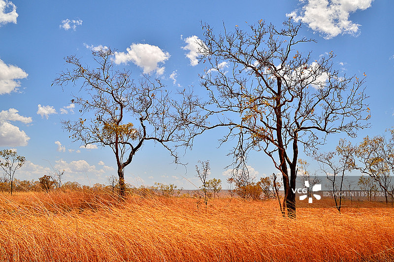 内陆地区的经典长草景观图片素材