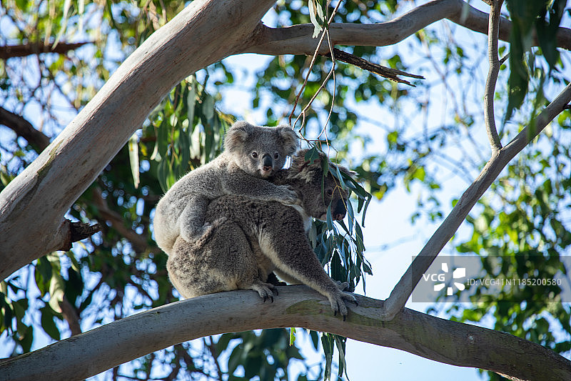 日落时分树上的野生考拉母子图片素材