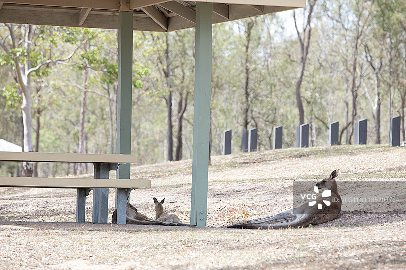 在公园野餐区阴凉处休息的袋鼠一家图片素材