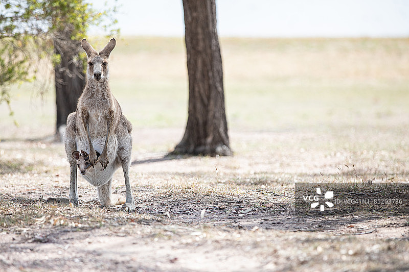 袋鼠妈妈和宝宝站在育儿袋里图片素材