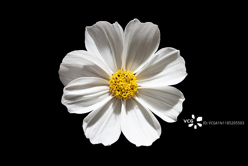 黑色背景上的波斯菊花图片素材