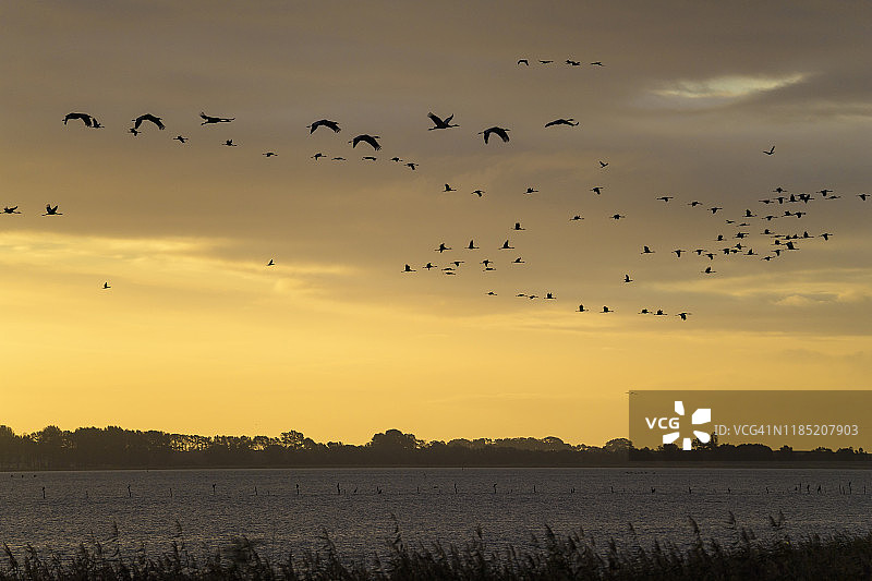 秋季鹤群迁徙，德国梅克伦堡-前波莫瑞州布雷塞维茨图片素材