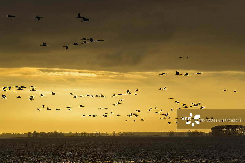 秋季鹤群迁徙，德国梅克伦堡-前波莫瑞州布雷塞维茨图片素材