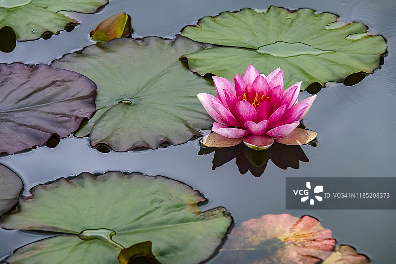 粉红色的荷花图片素材