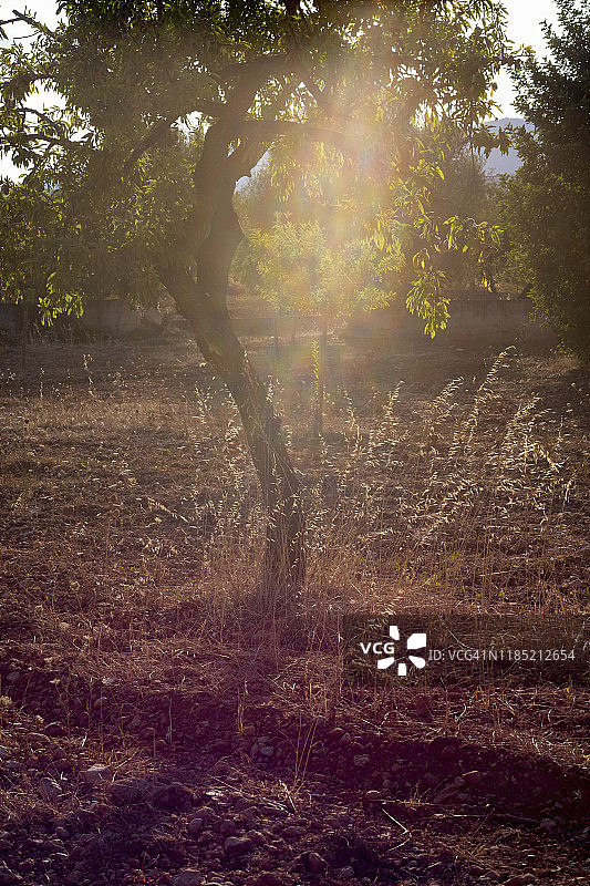 阳光穿过马略卡岛上的杏树图片素材