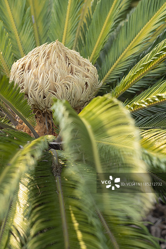 马略卡岛上的树蕨图片素材