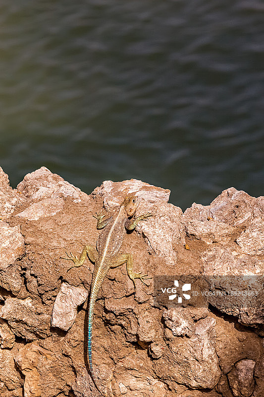 海边的丽斑麻蜥（彩虹蜥蜴）图片素材