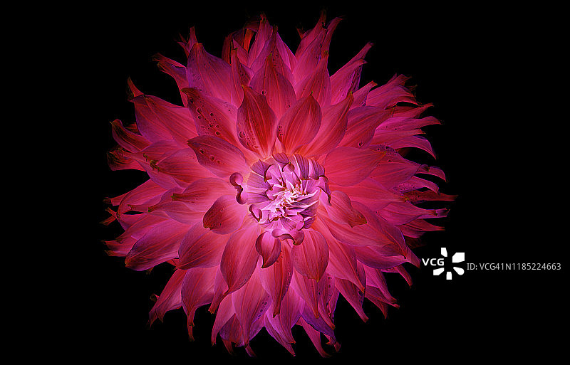 深粉色“睡莲”大丽花夏季花朵特写，黑色背景图片素材