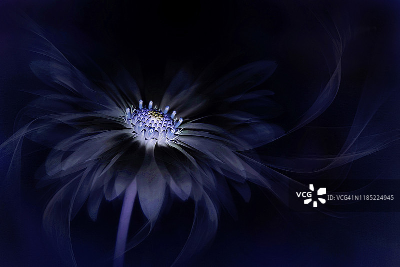 黑色背景上美丽的非洲菊创意图像特写图片素材