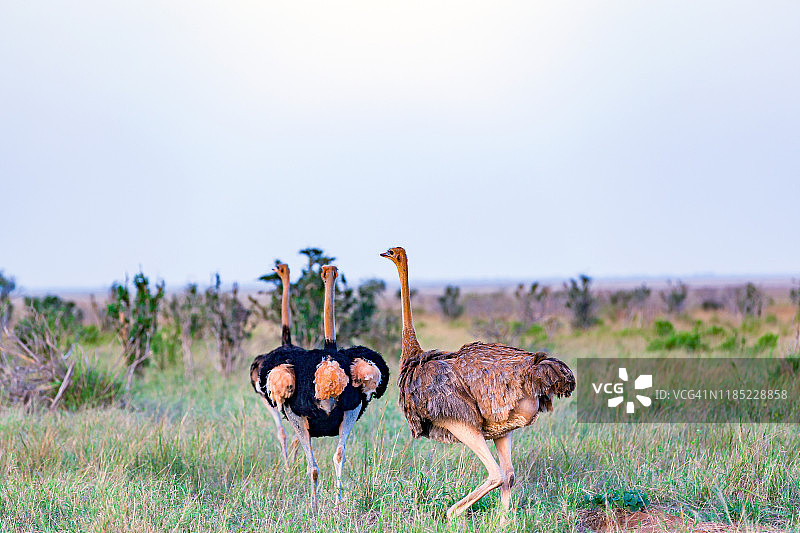 野生环境下的索马里雌雄鸵鸟图片素材