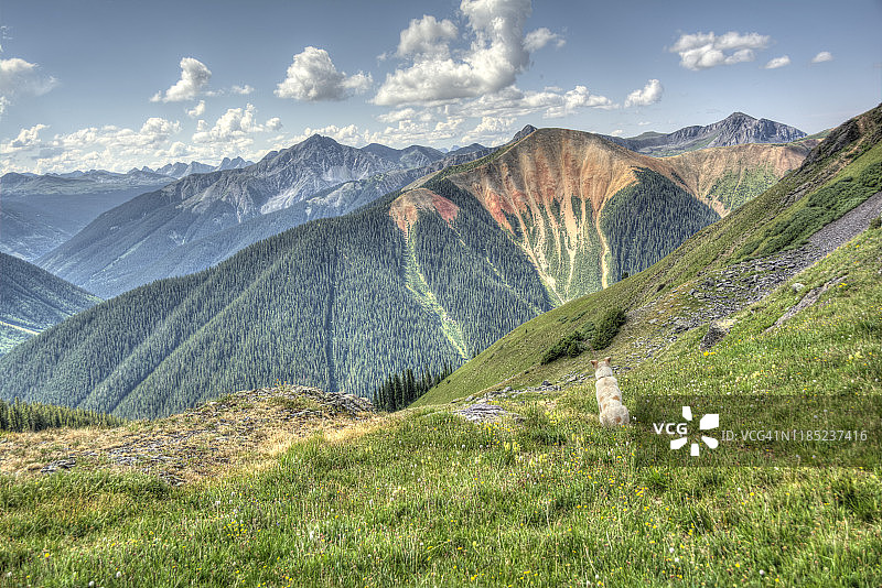 山路上右侧的狗图片素材