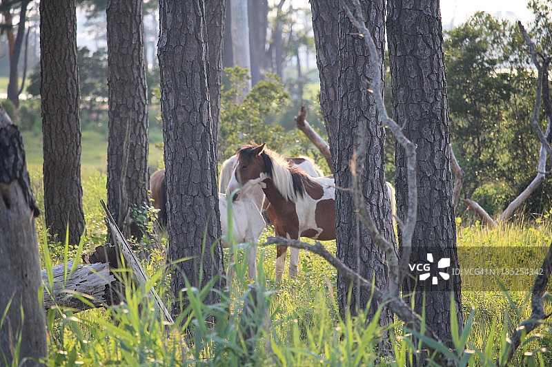 野生的钦科蒂格小马图片素材