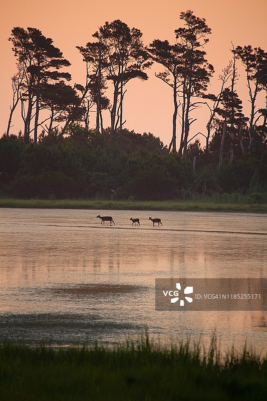 粉色日出下的沼泽地与野鹿图片素材