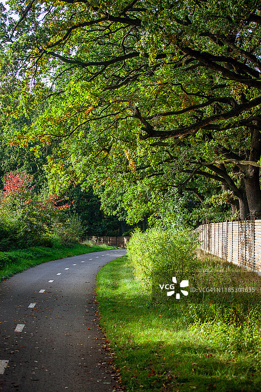 大橡树下的走道图片素材
