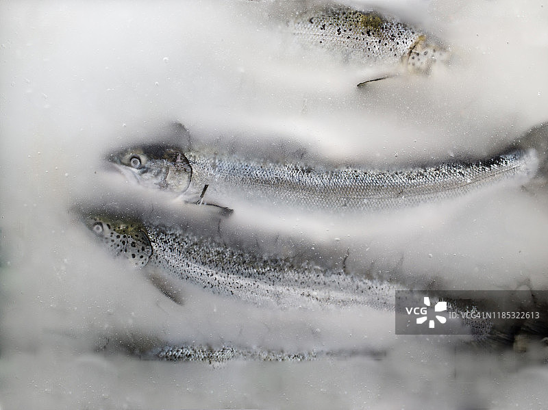 冷冻鱼图片素材