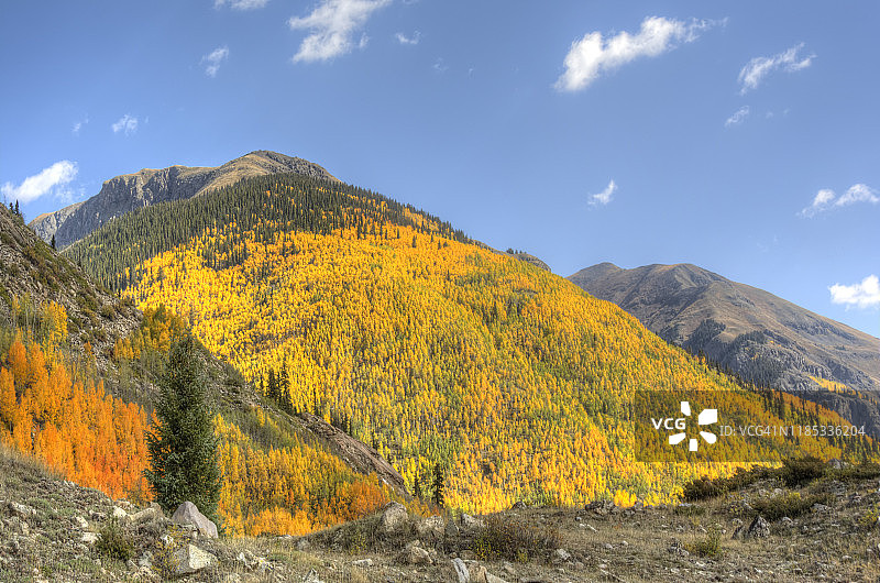 山坡上的金色白杨树图片素材