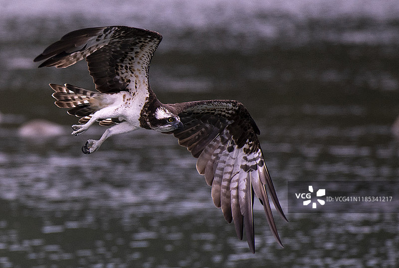 鱼鹰在水下低飞，台北图片素材