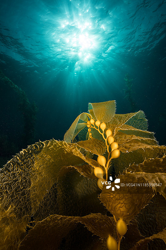 向日生长的巨型海带叶片图片素材