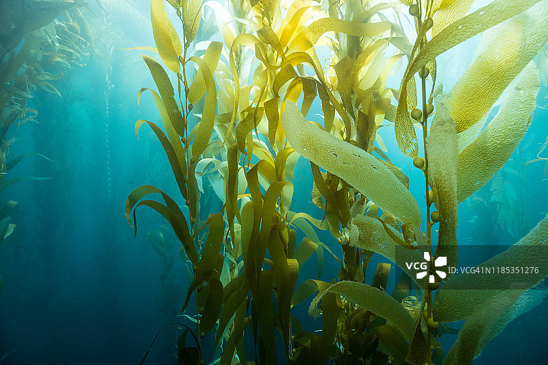 卡塔利娜岛的海带叶片图片素材