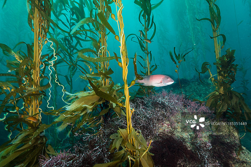 卡塔利娜岛海带森林景观图片素材